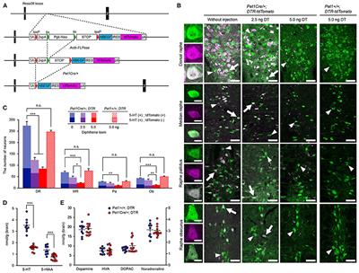 Ablation of Central Serotonergic Neurons Decreased REM Sleep and Attenuated Arousal Response